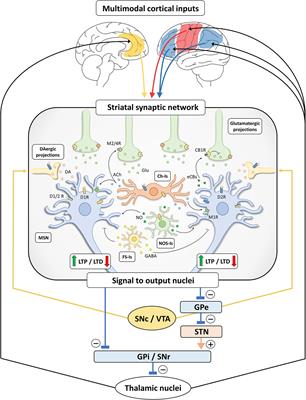 Neuro-Immune Cross-Talk in the Striatum: From Basal Ganglia Physiology to Circuit Dysfunction